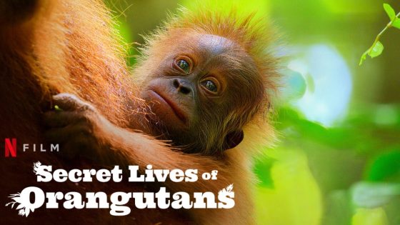 Secret Lives of Orangutans (2024) Hindi Dubbed Full Movie